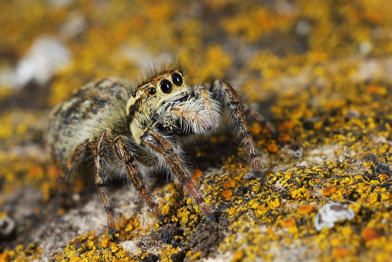 Carrhotus xanthogramma -